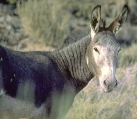donkey:  California photo color jpg