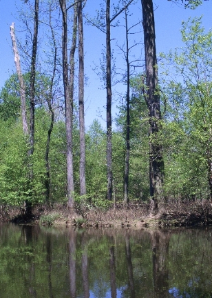 trees at edge of pond in Muscatatuck National Wildlife Refuge, Indiana