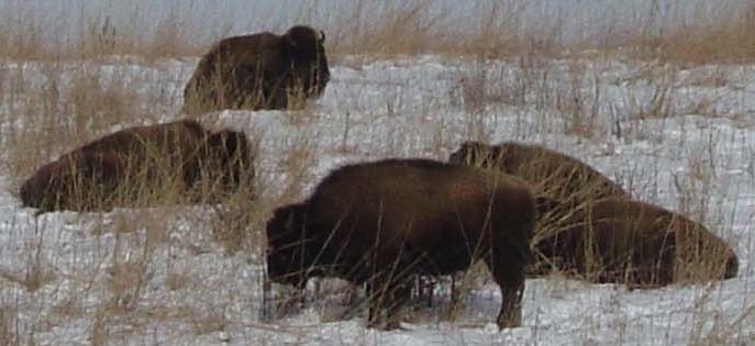 Bison sleeping on snowy hillside in Iowa
