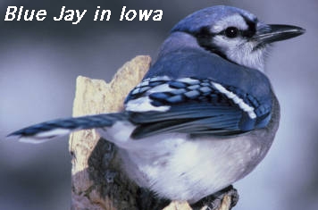 Blue jay in Iowa