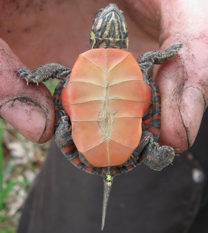 Chrysemys Picta, Baby Painted Turtle