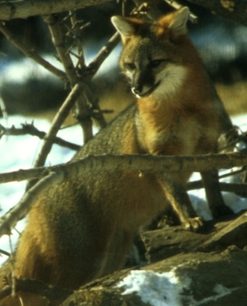 Gray Fox in Minnesota