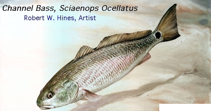 Channel Bass, Sciaenops Ocellatus