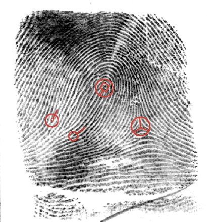 Using Minutiae to Match Fingerprints