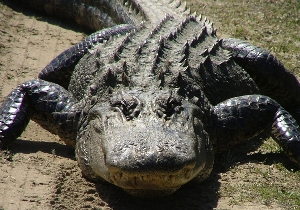 color photo of South Carolina alligator