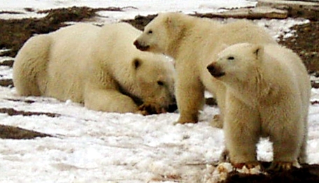 Polar Bear sow and two cubs