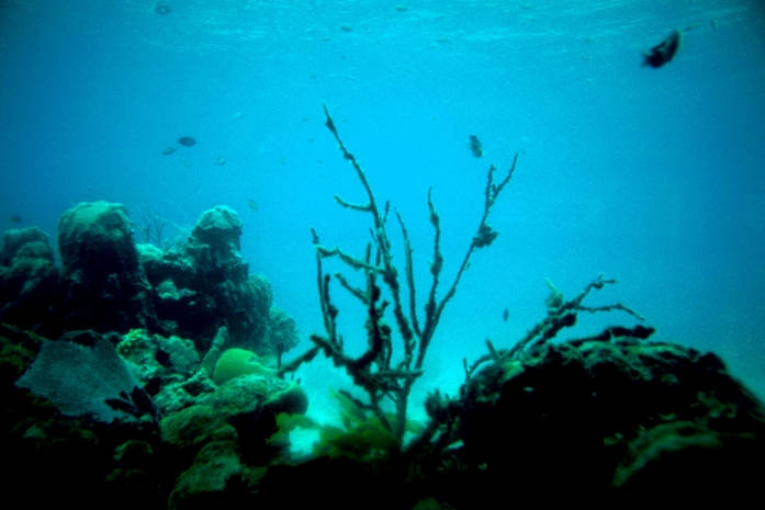 Coral Reef, US Virgin Islands, USA