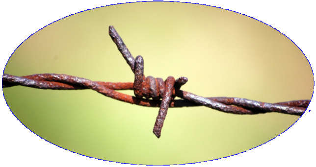 Color close-up photograph of barbed wire