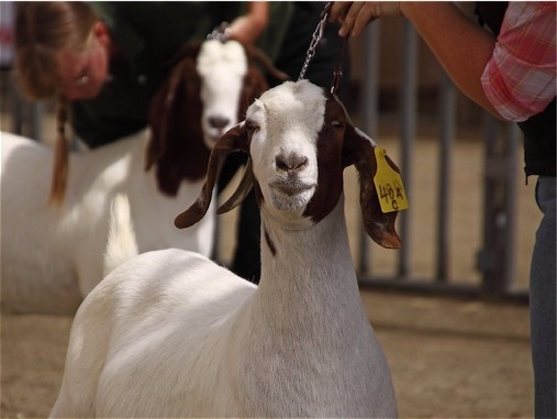 San Diego County Fair, California, USA, 2009-06-14, Goat Judging