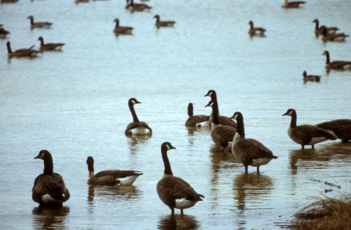 Canada geese at an Ohio wetland area